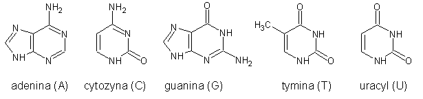 adenina-cytozyna-guanina-tymina-uracyl